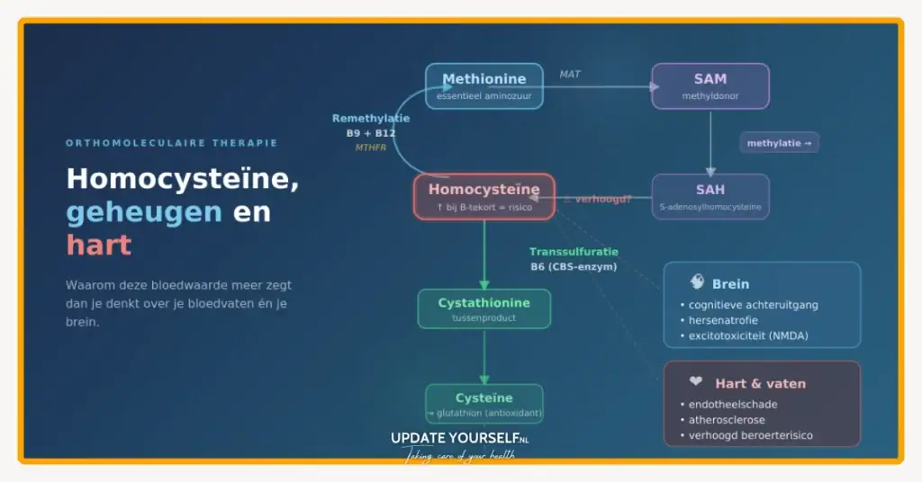 Homocysteine en gezondheidsrisico's